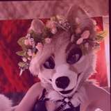 lunarifox