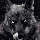 wolf4life