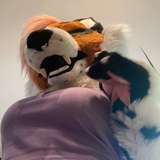 fox_anatomy_lite