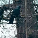 gothic_model