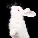 urlonelybunny