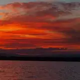 nyom
