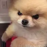 Dogdog